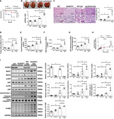 Pharmacological Activation Of Aldehyde Dehydrogenase 2 Protects Against Heatstroke-Induced Acute Lung Injury by Modulating Oxidative Stress and Endothelial Dysfunction